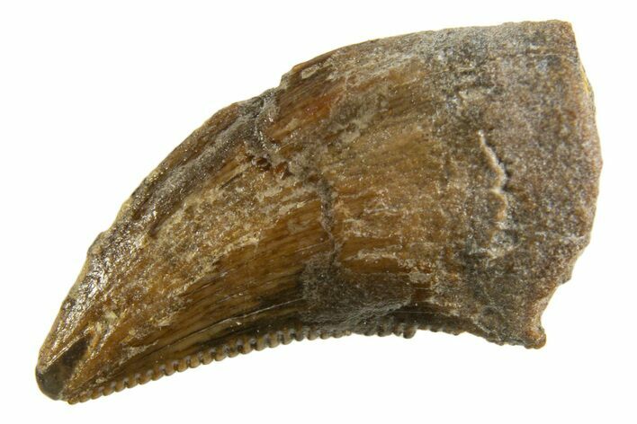 Serrated, Dromaeosaurid Theropod (Acheroraptor) Tooth - Montana #339012